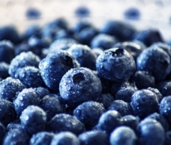 blueberries, fruit, healthy, nutrition, food, fresh, vitamins, berries, blueberries, blueberries, blueberries, blueberries, blueberries, fruit, fruit